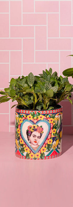Mexican Folklore Pot Plant Small