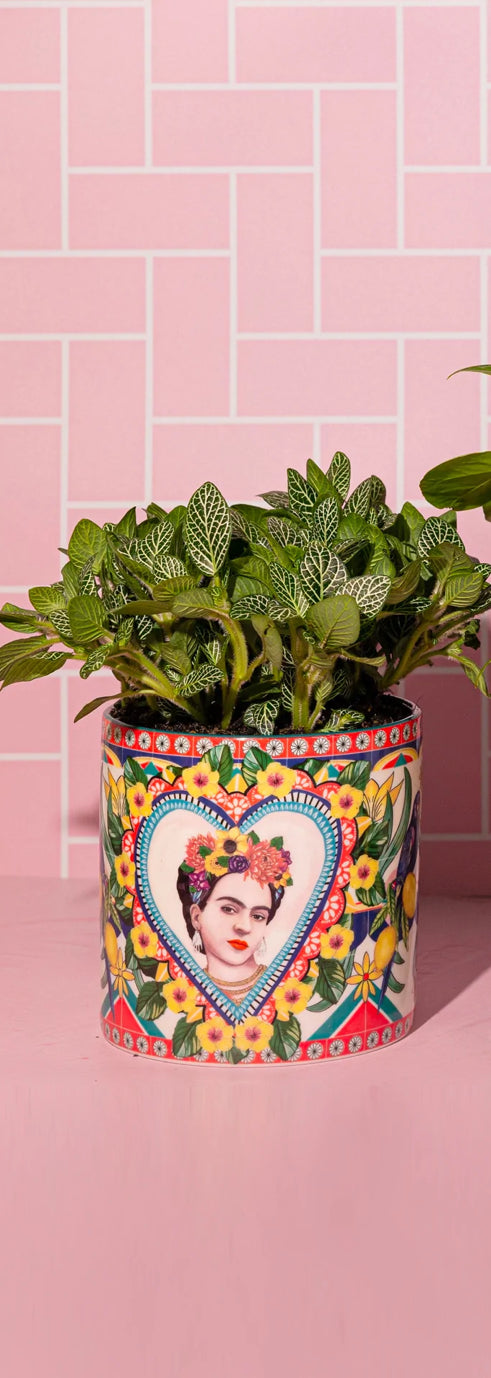 Mexican Folklore Pot Plant Small